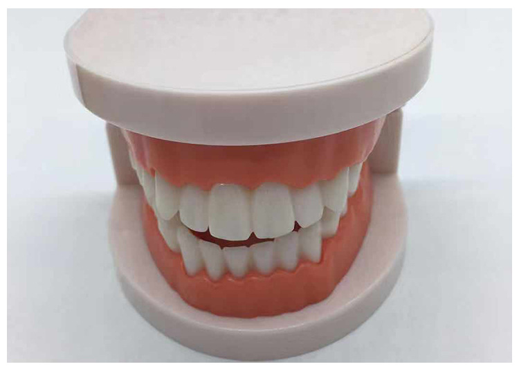 牙科树脂学习模具美牙全瓷贴片标准练习牙模幼儿园刷牙教学模型