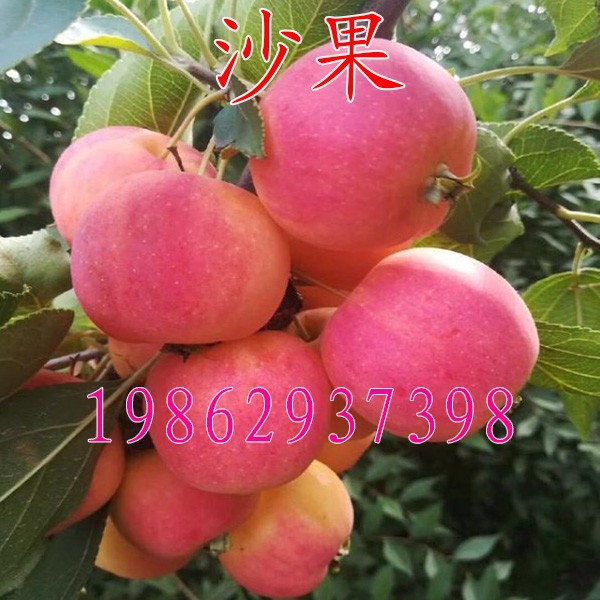 0成交84件123苹果树苗123沙果123小苹果树苗沙果苗南北方种植果树苗