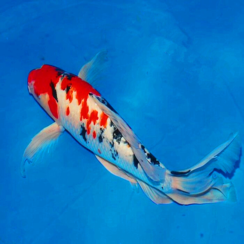 供应观赏鱼红白龙凤锦鲤三色长尾龙凤锦鲤鱼活体批发包邮