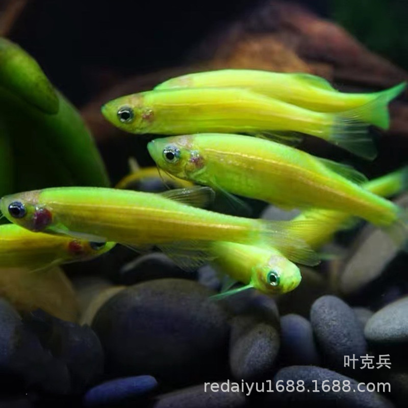 热带鱼观赏鱼养殖场批发 青苹果斑马鱼 绿斑马鱼 荧光斑马鱼