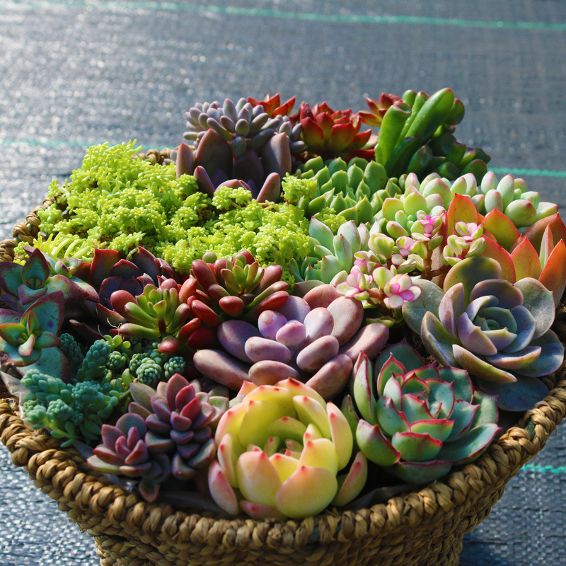 多肉植物组合盆栽含盆带土种好套餐办公室萌肉防辐射桌面绿植花卉