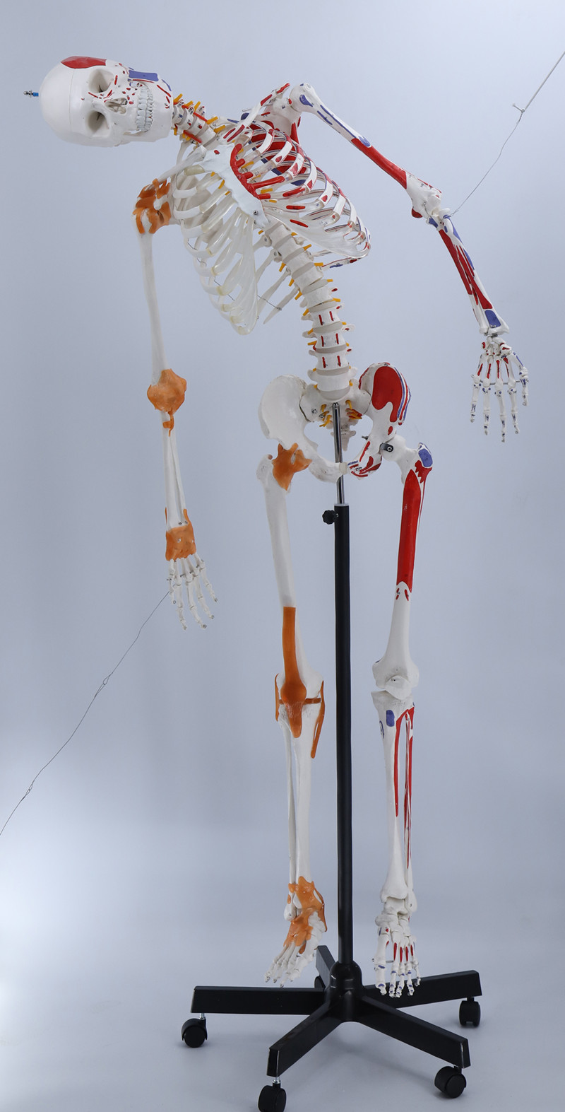 医信170cm自然大骨骼模型可弯曲肌肉着色人体骨架模型全身医用