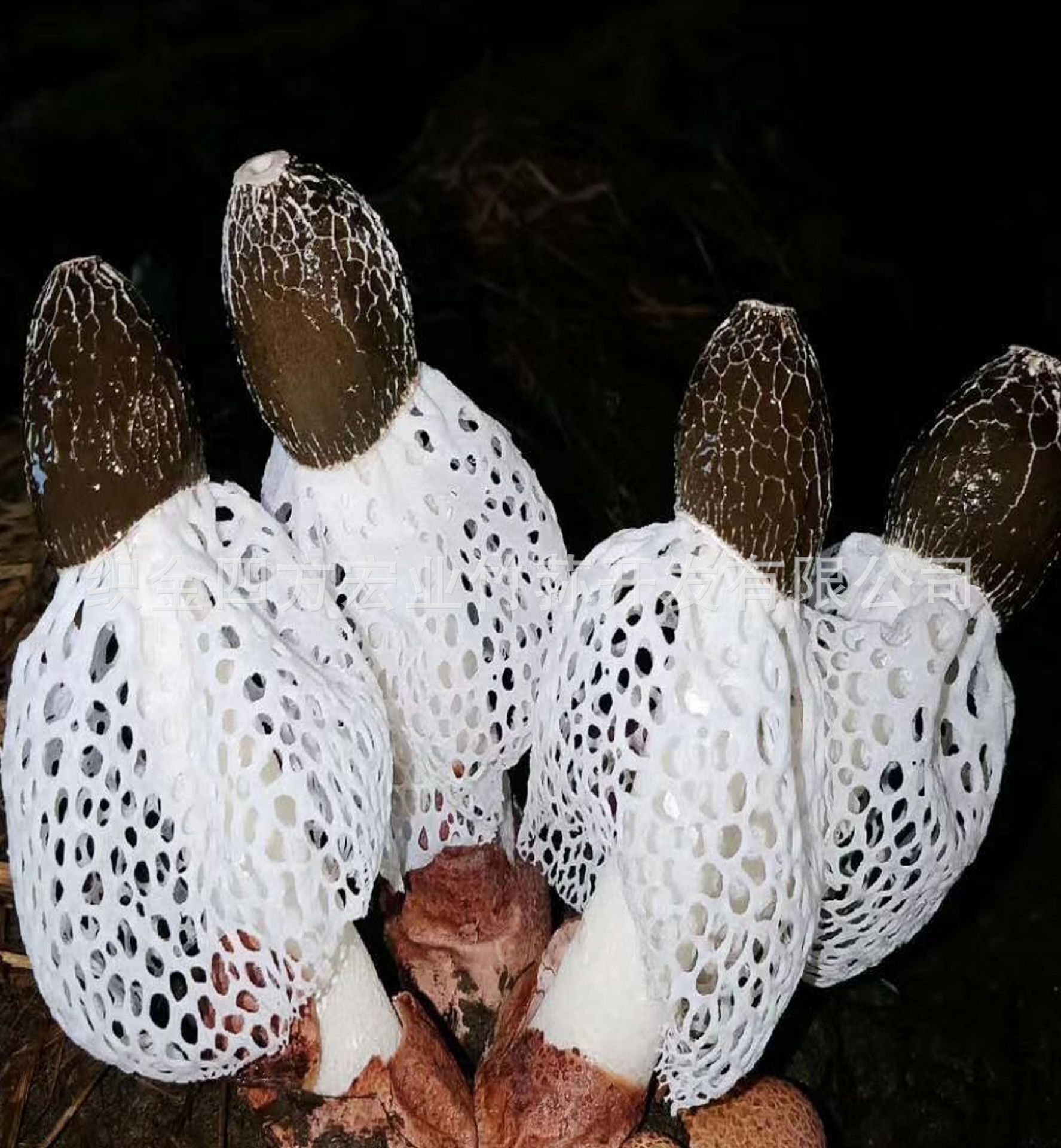 竹毛肚 (竹荪盖) 多个重叠大号 肉质细腻 300元/500克