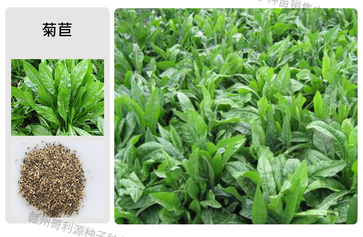 批发墨西哥玉米种子牧草种子甜高粱多年生黑麦草草紫花苜蓿草籽