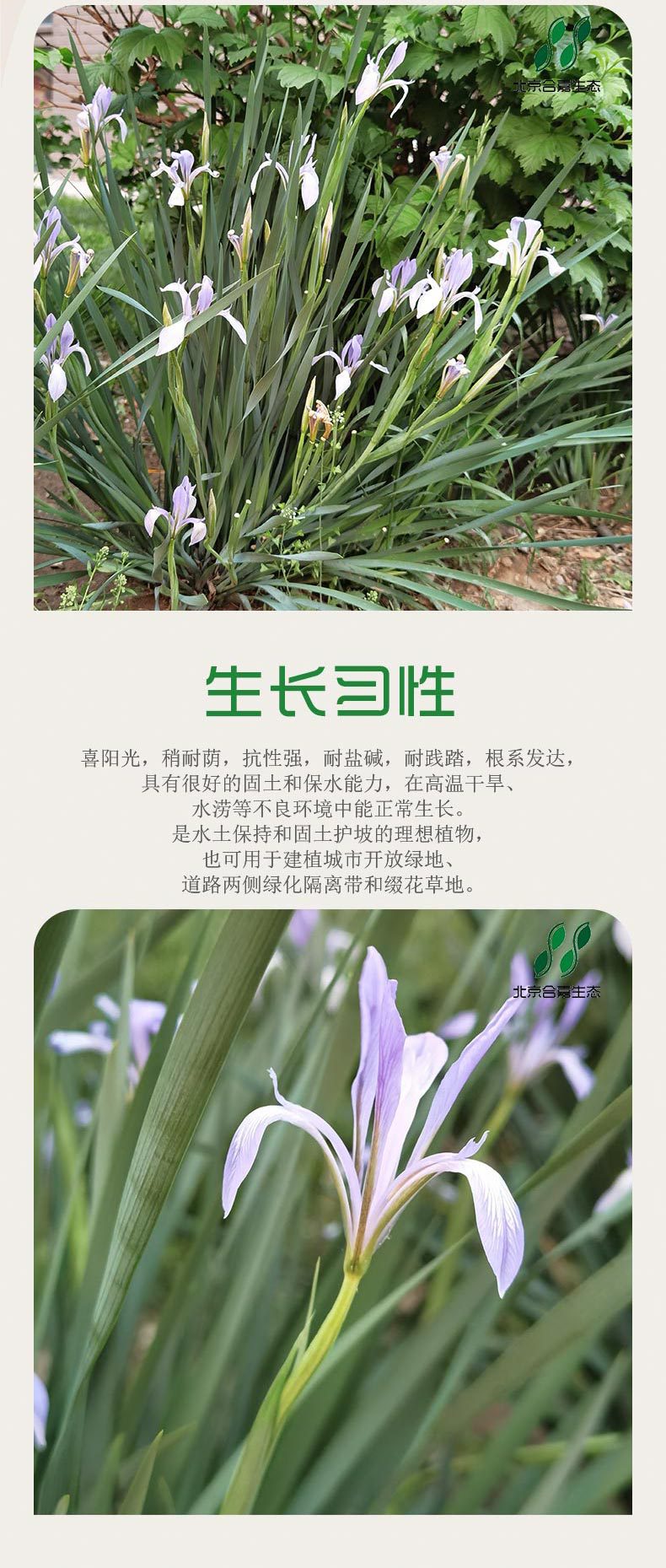 马蔺 马连 马莲 种子 野花种子 花卉种子 种子批发