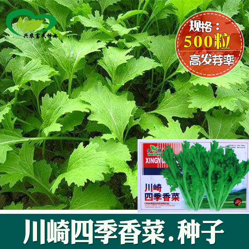 川崎四季香菜种子 农田菜园可盆栽深绿叶鸡冠状香味浓香菜蔬菜籽