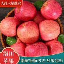 陕西洛川红富士苹果 85#12原产地直发