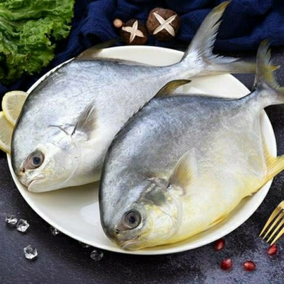 鲳鱼金鲳鱼新鲜冷冻水产鲜活海鲜鱼大平鱼鲳鳊鱼鲳片鱼4条包邮