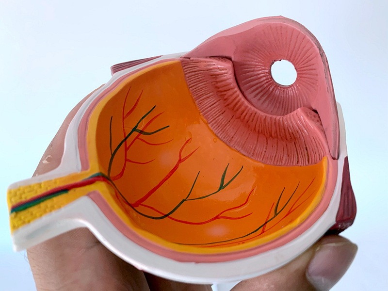 人体眼球模型眼球白内障眼疾病瞳孔眼球体眼珠精体医学教具