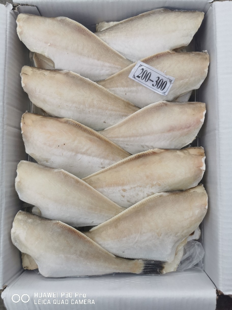 冷冻鲜美耗儿鱼活冻马面鱼 比你想的新鲜 二批酒店餐厅工厂直批