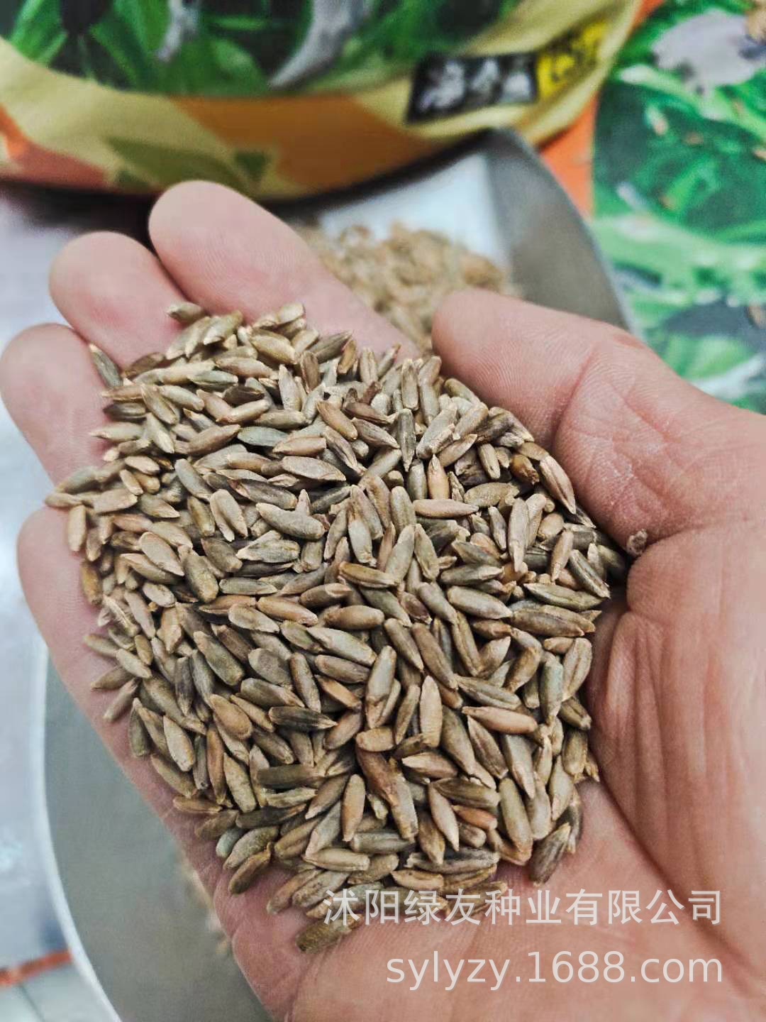 批发 冬牧70黑麦草 冬牧70黑麦种子批发