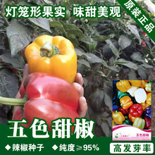 五色甜椒种子菜椒种籽辣椒种子蔬菜种子批发菜种菜籽菜种子公司
