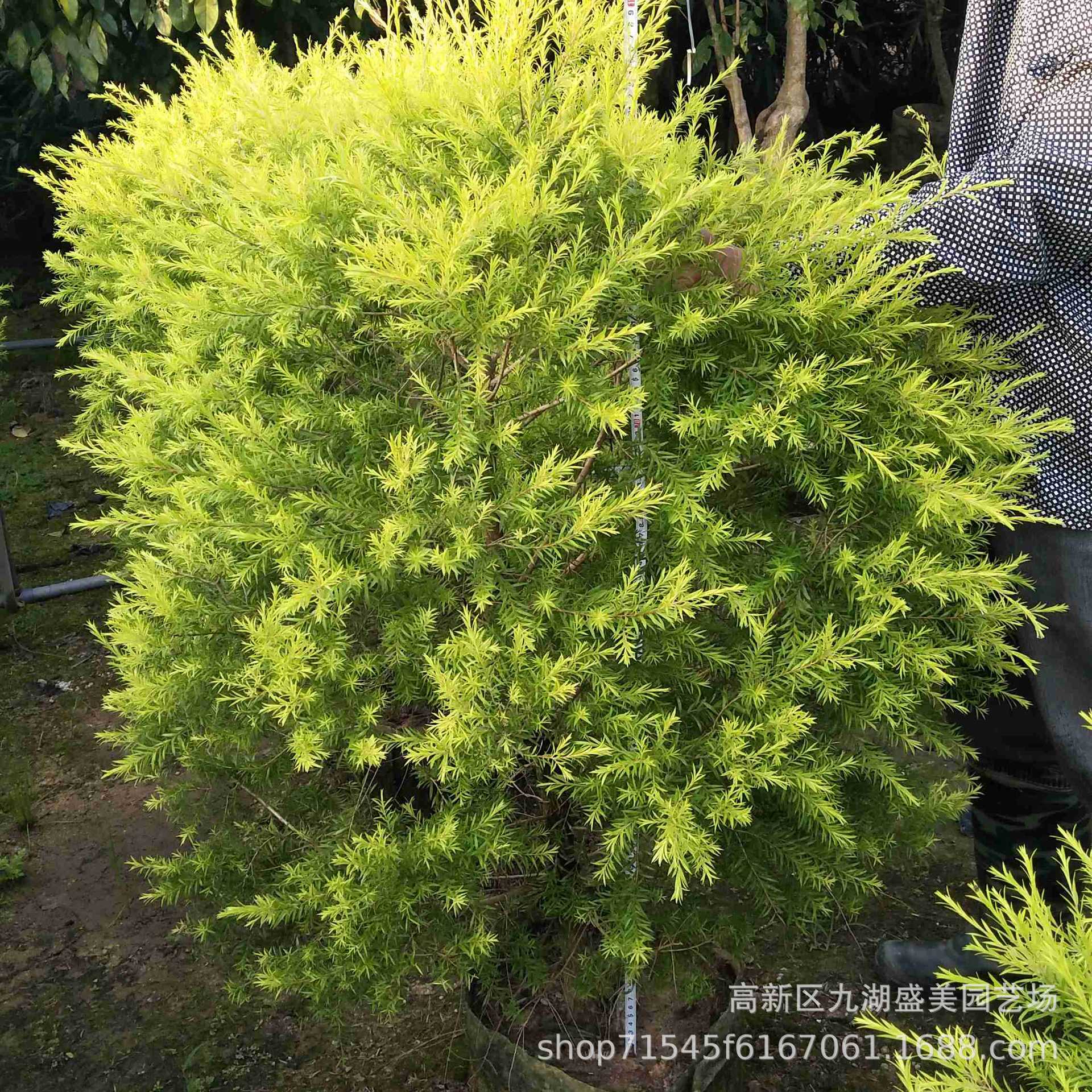 福建千层金球棒棒糖基地 黄金香柳树 浙江千层金批发黄金宝树