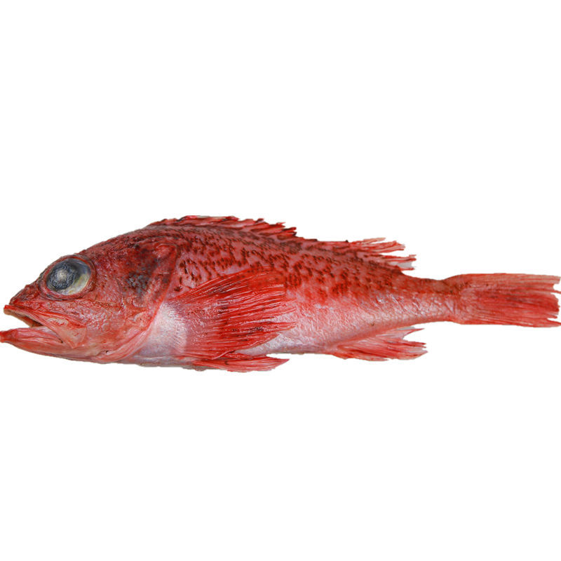 野生红石斑鱼虎头斑鱼整条鲜活石斑鱼深海鱼速冻海鲜450克一袋