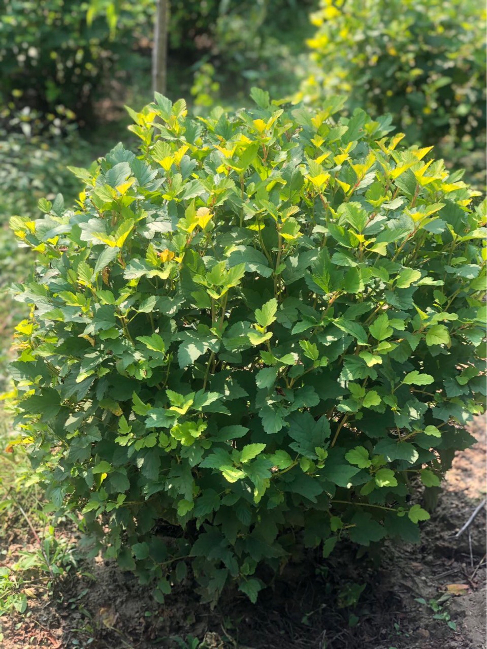 5米冠幅 金叶风箱果基地小苗批发