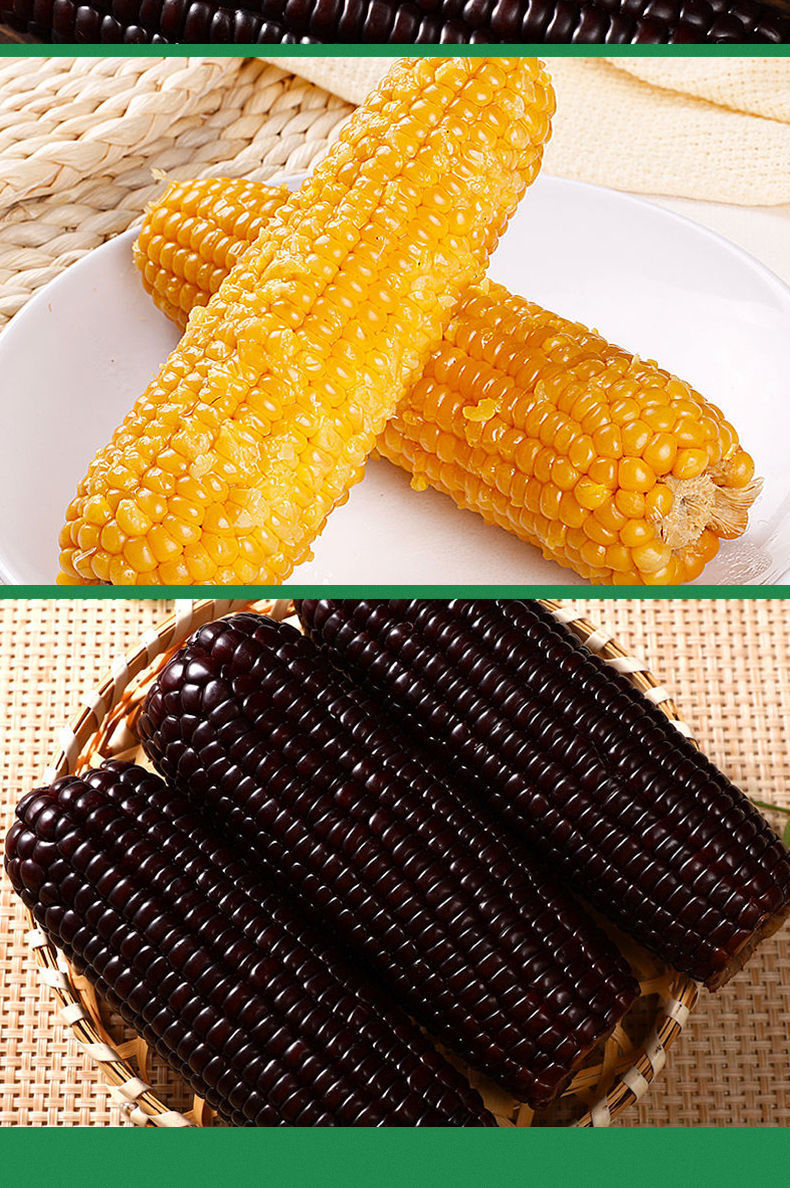 一件代发东北糯玉米现摘真空即食甜玉米黏苞米