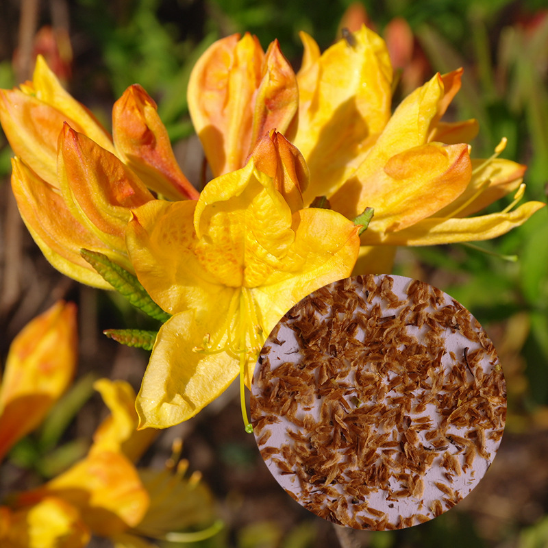 黄色映山红种子花色黄色云南高山杜鹃种子净种当年新采低温保存