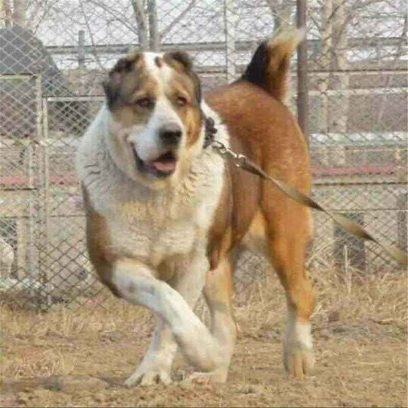 中亚牧羊犬幼犬纯种俄罗斯超大巨型猛犬家养大型护卫犬宠物犬出售