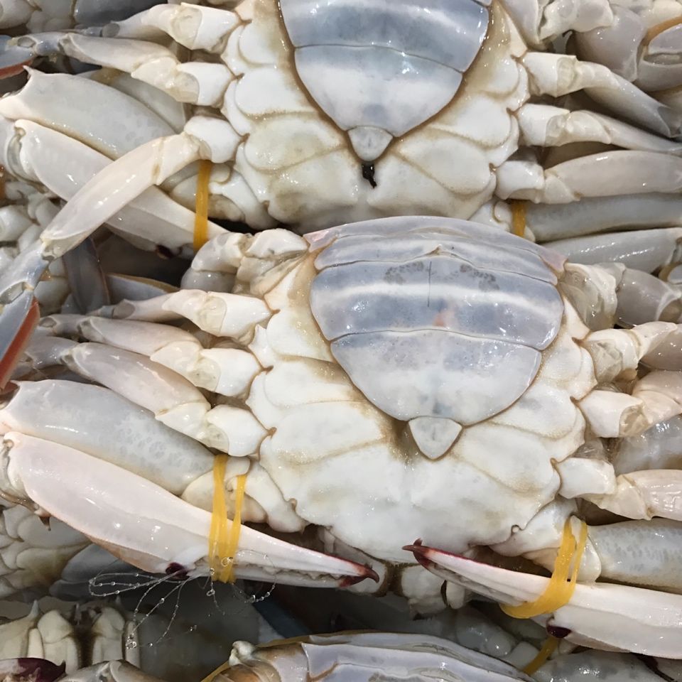 10斤/箱 6-9两/只!顺丰包邮! 新鲜鲜活速冻大螃蟹冰冻特大梭子蟹