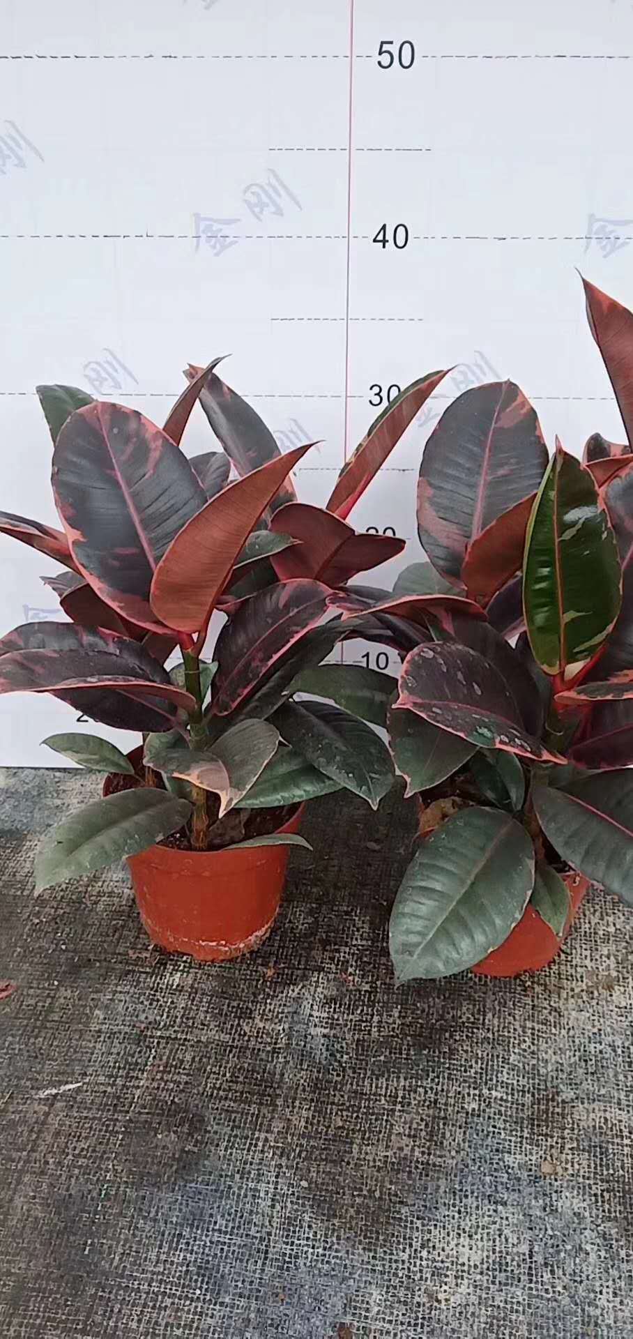 【基地直供】橡皮树植物花卉盆栽绿植 居家花植物盆栽 150#红关公