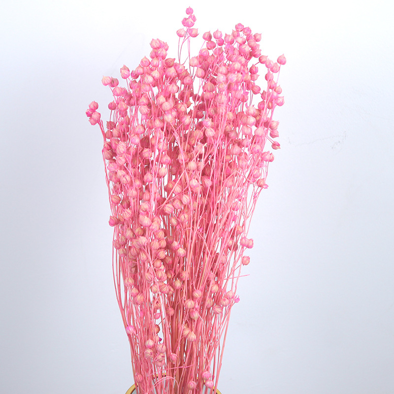 云南干花相思豆富贵豆 胡麻豆永生花玻璃罩配材家居装饰厂家批发