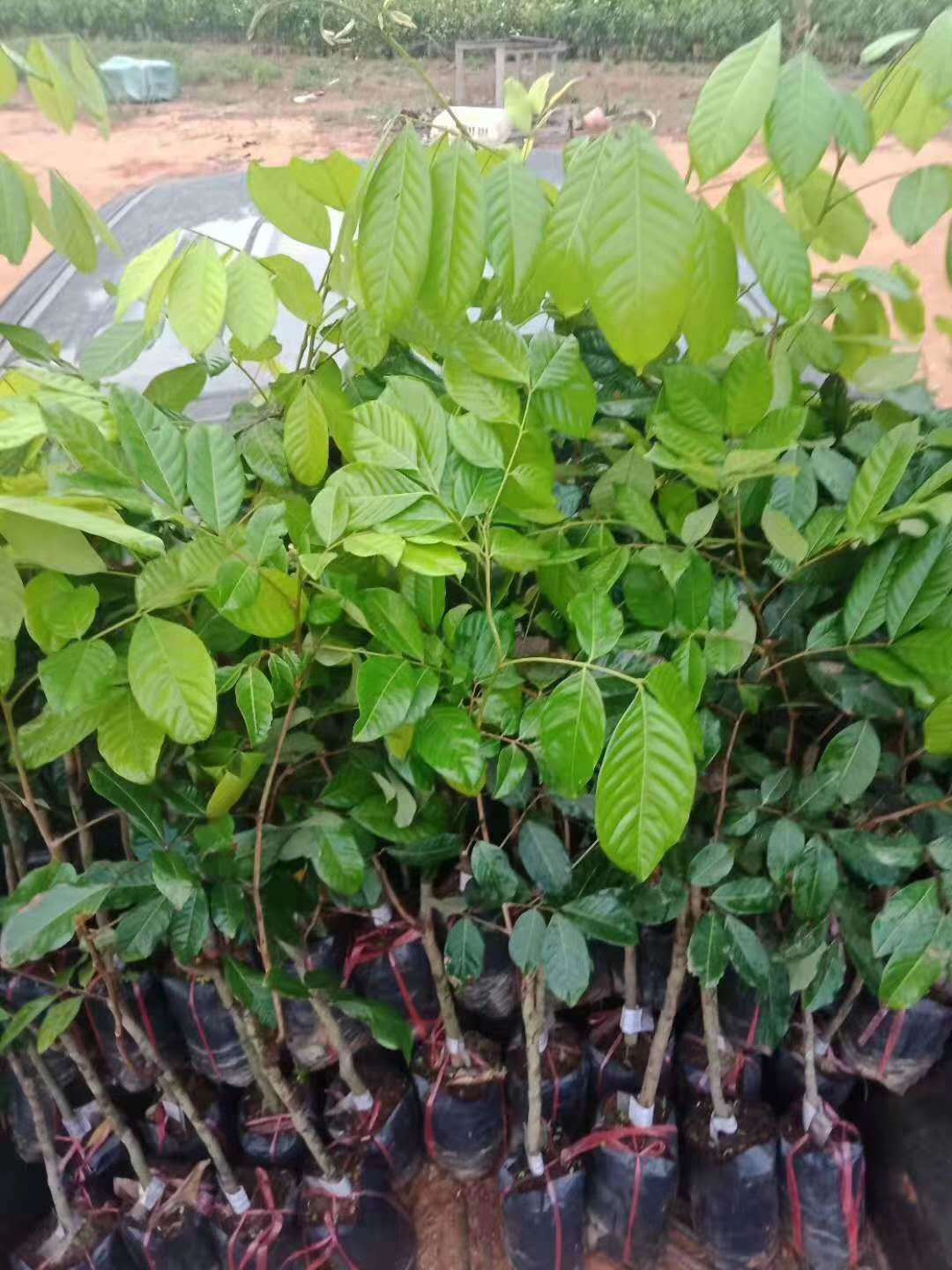 广西产地货源果树苗红毛丹荔枝果树苗带土带叶发货盆栽包邮