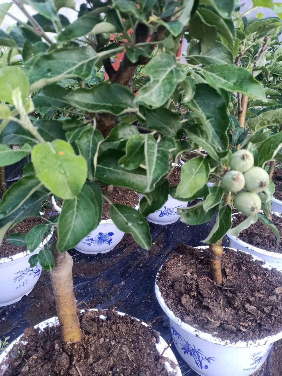 园林果树-基地直销嫁接矮化盆景苹果树 阳台庭院种植 红富士盆景苹果