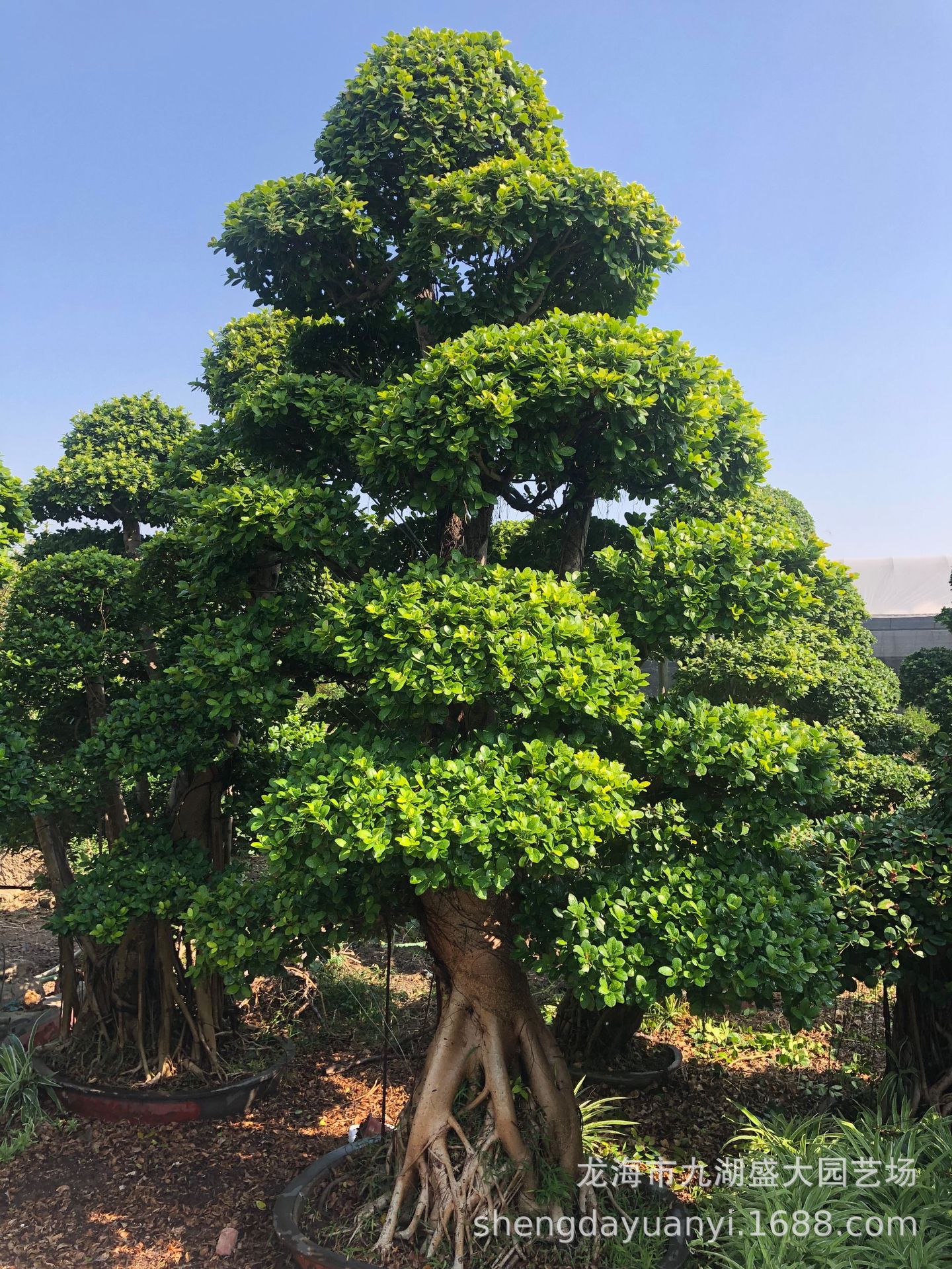 四川造型小叶榕桩景 批发精品小叶榕树桩 福建小叶榕桩头价格