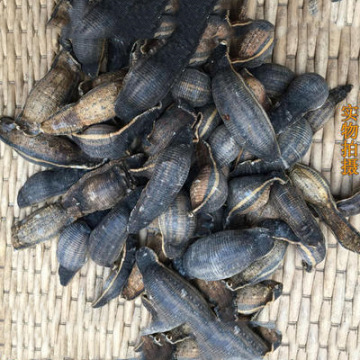 炙水蛭炒水蛭烫水蛭制水蛭50克包邮