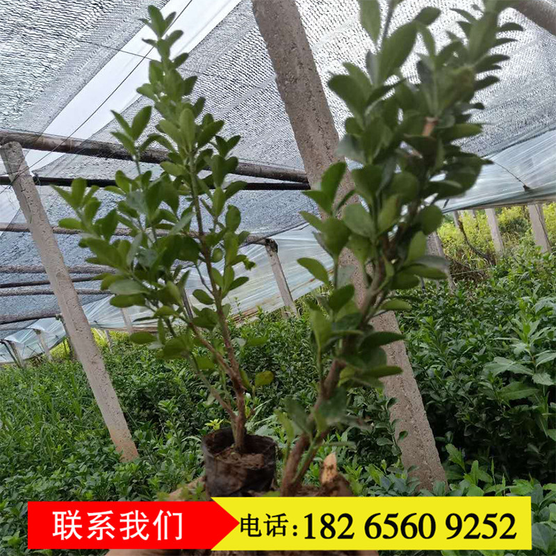 大叶黄杨青州基地 大量供应品质绿化植物 30打底冬青绿化工程
