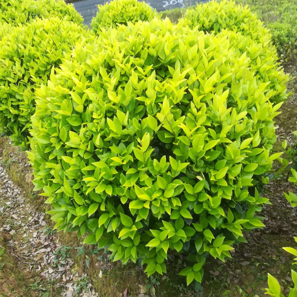湖南基地  绿化工程庭院植物灌木球 金叶女贞球 金森女贞球批发