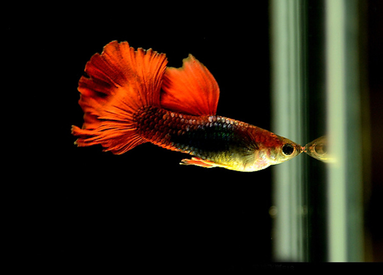 水族孔雀鱼活体热带观赏淡水凤尾鱼纯系大背褶扇特卖草缸群游批发