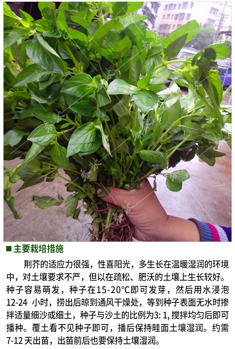 威尔种子批发 2000粒荆芥种子 驱蚊菜 香荆荠 线荠 假苏 药种子1g