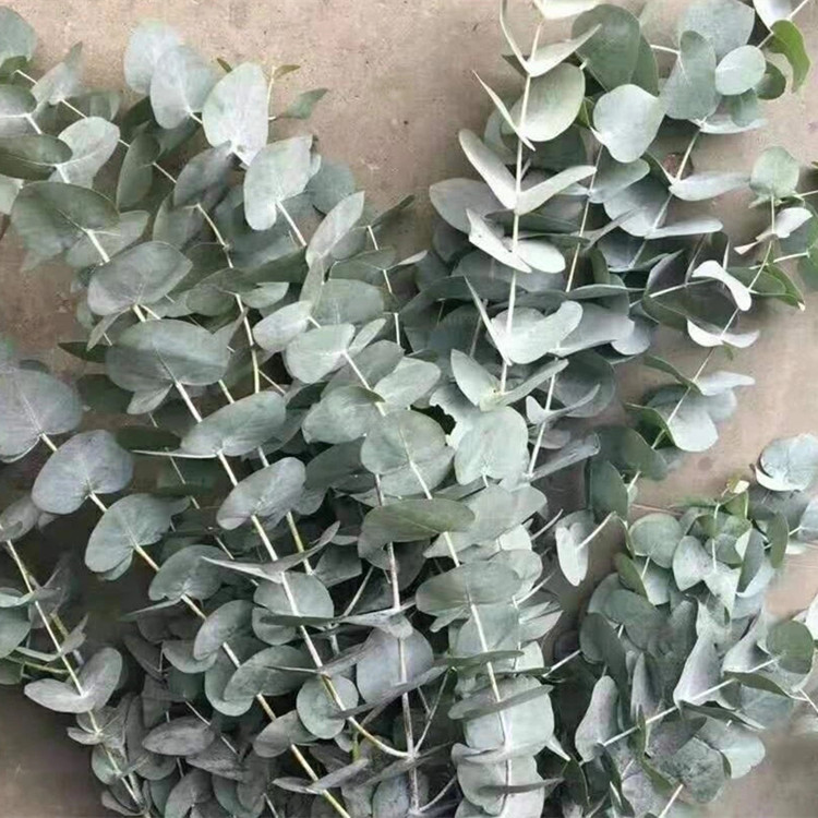 云南鲜花产地直发尤加利配叶配花 婚庆婚礼用花 心型尤加利苹果叶