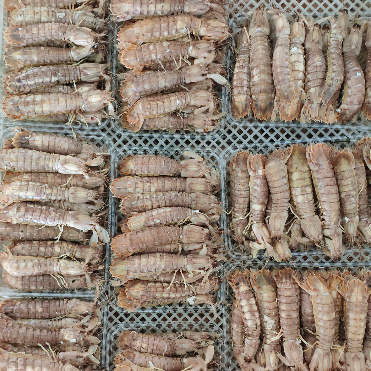 供应水产批发 冰鲜白灼虾姑 半熟皮皮虾 连云港海鲜