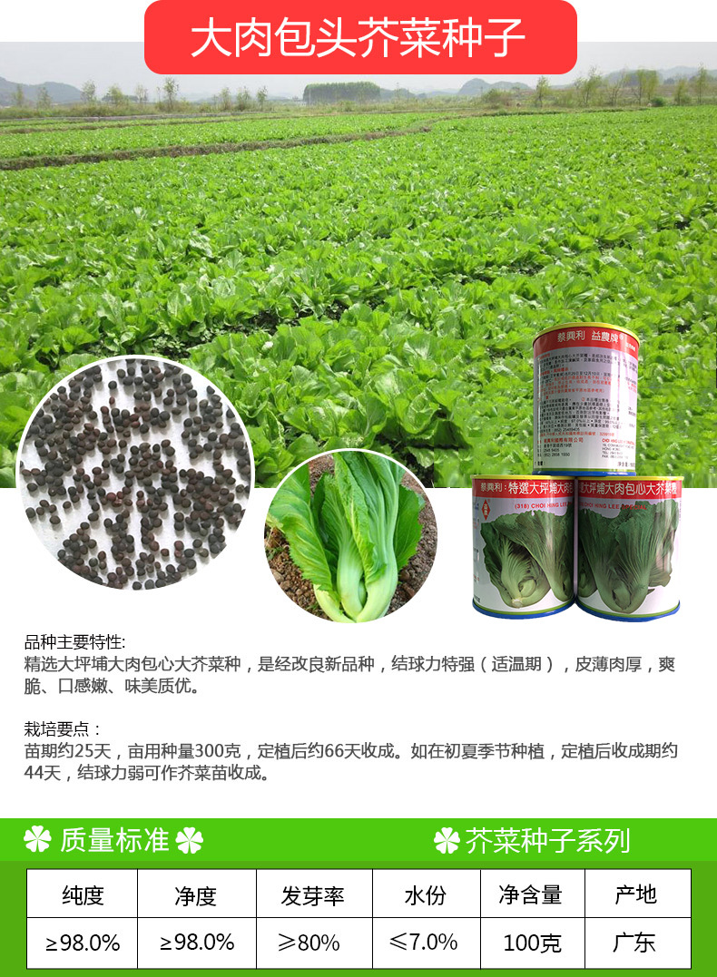 凤鸣雅世 大叶大肉包头芥菜种子 100克 四季青菜芥菜种籽