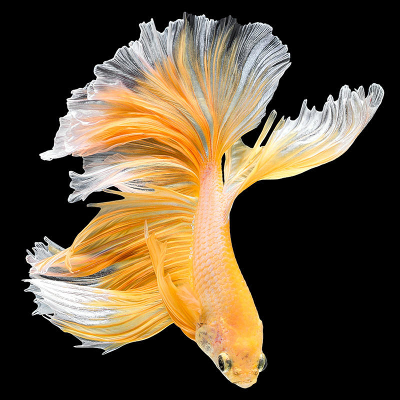 泰国半月斗鱼视频选鱼大耳半月观赏热带鱼活体