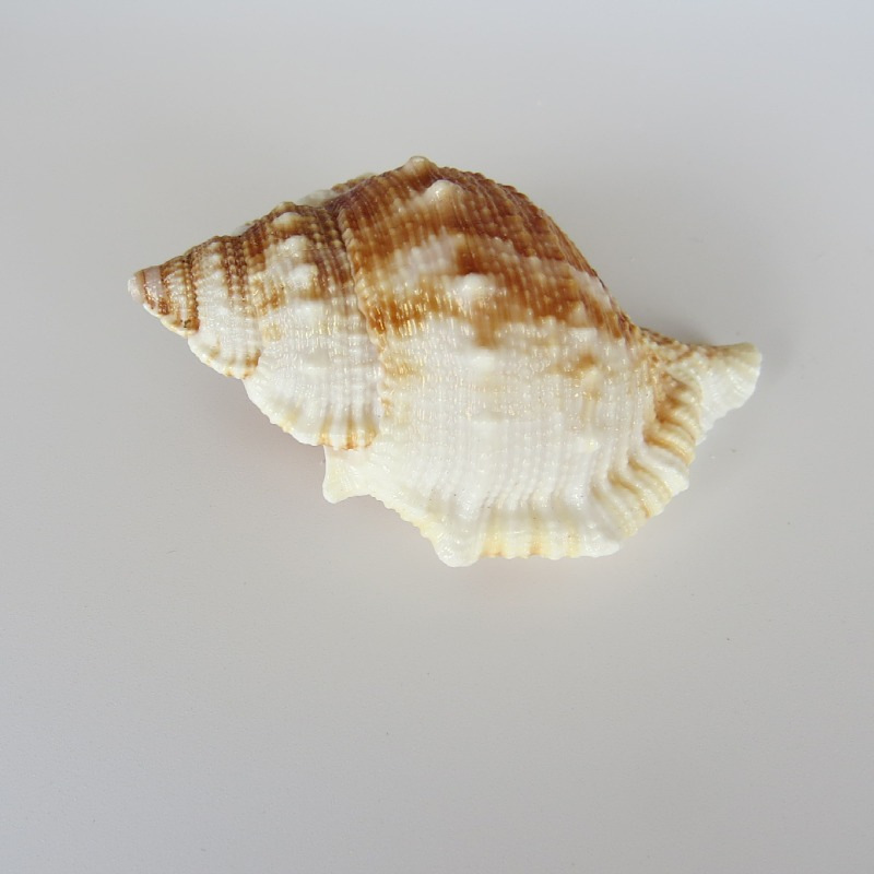 自然海螺贝壳短刺螺鱼缸水族箱造景装饰婚庆家居地台地中海橱窗