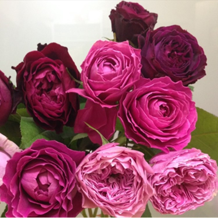 浓香花卉伊芙芳香花园月季阳台庭院四季花卉日月灌木切花扦插小苗