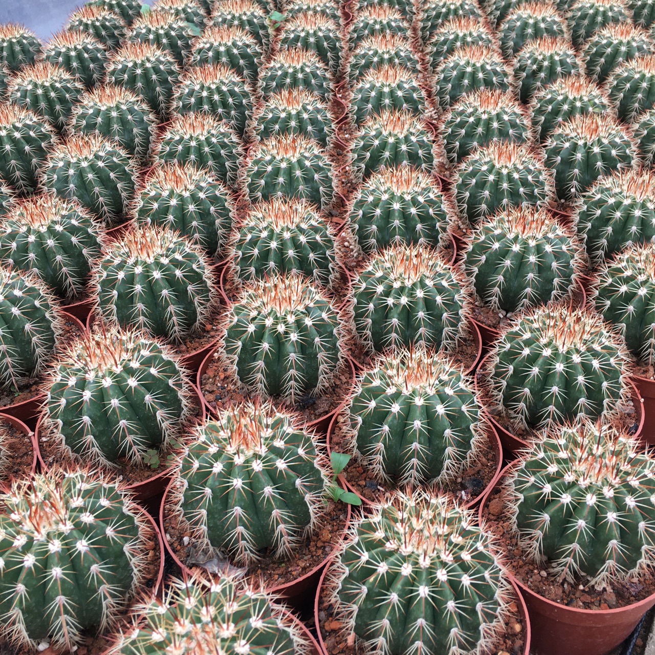 盆栽仙人球多肉植物实生仙人球黄金云绿植小盆栽