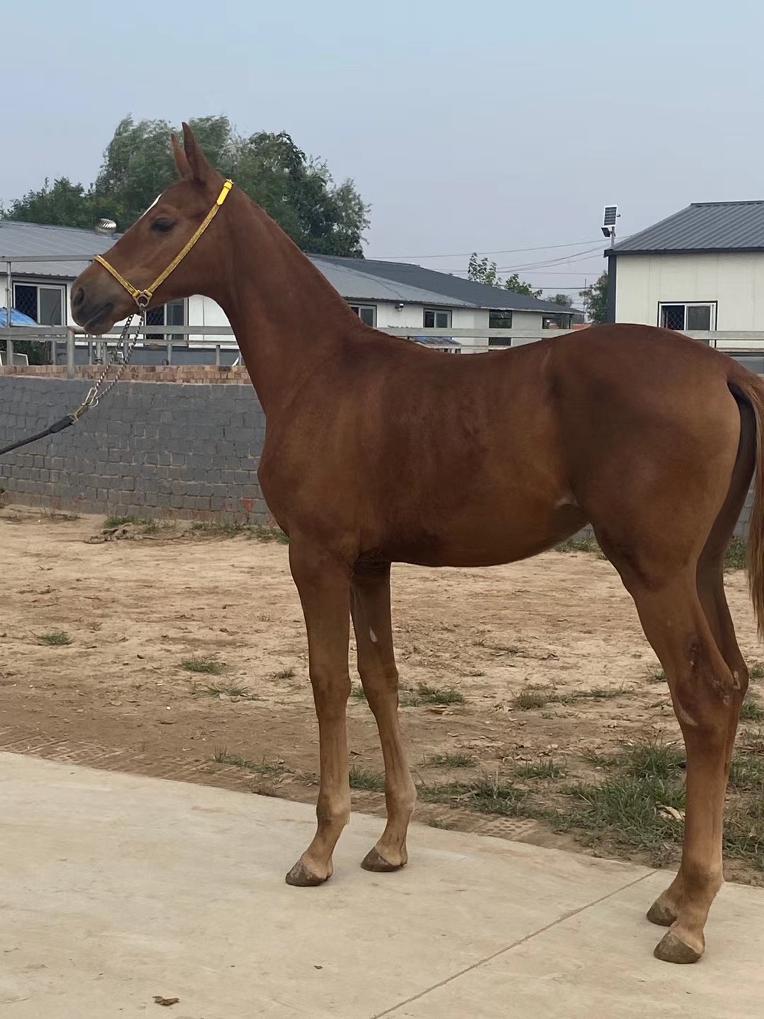 四川资阳马匹多少钱 景点游客骑乘半血马价格 旅游湿地公园小矮马