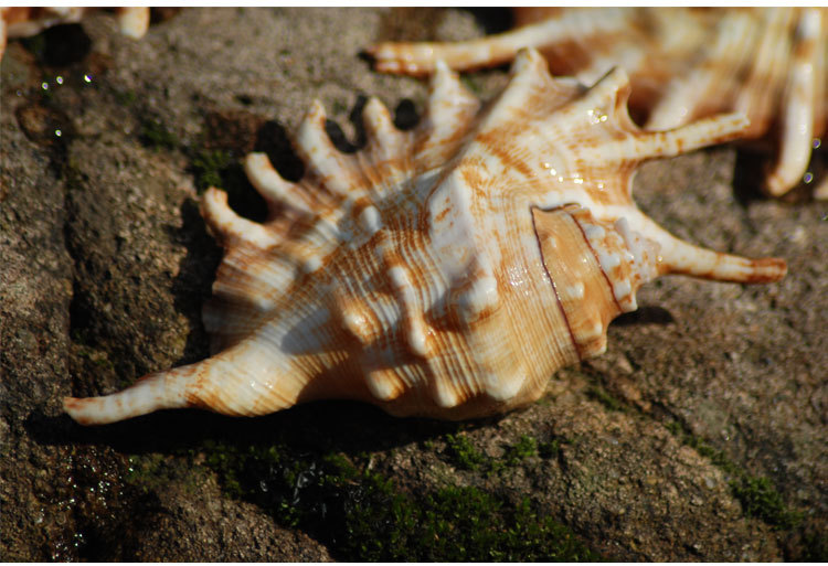 介意的亲慎拍哦,海螺贝壳是天然生成于海底,而且生长年代比较长,有些