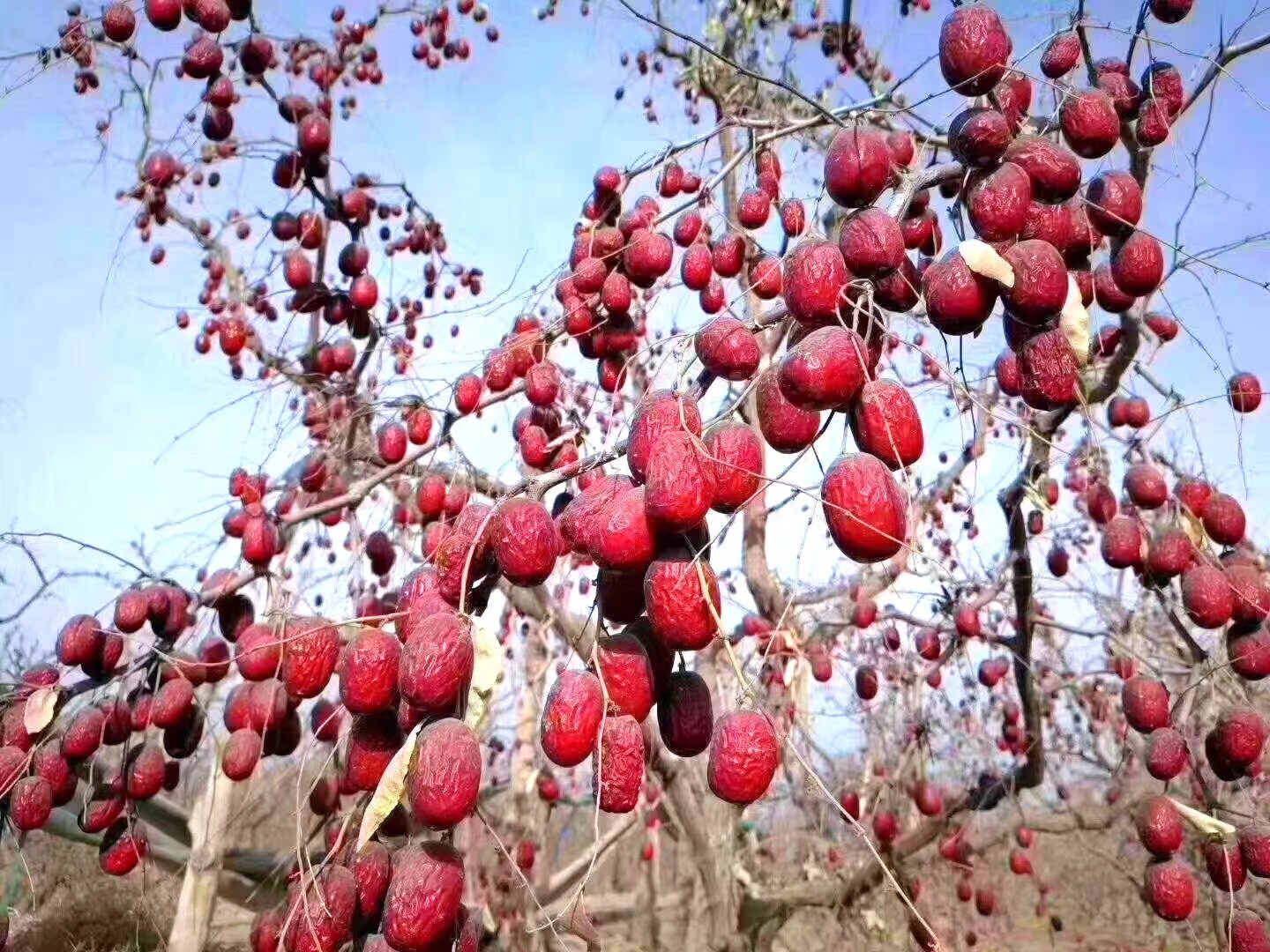 2021年新货若羌红枣灰枣带土带灰无清洗无水洗原态红枣新疆直发