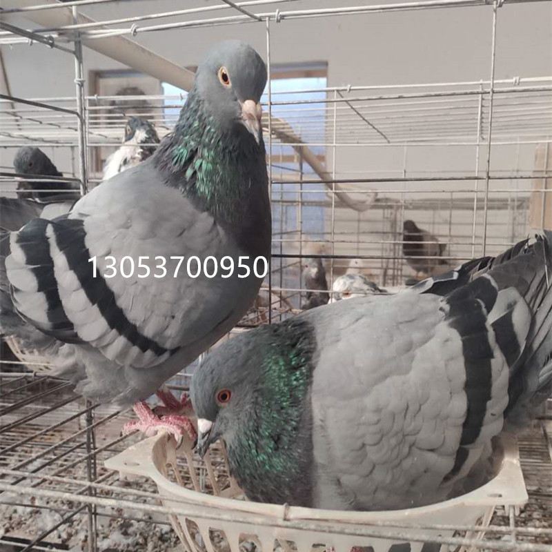 墨环鸽子图片 新疆系毛脚两头乌鸽子 蓝头鸽 红头观赏鸽种鸽价格