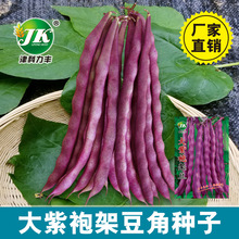 大紫袍紫色芸豆种子春秋紫架豆紫红色四季豆种籽锅里变秋紫豆菜籽