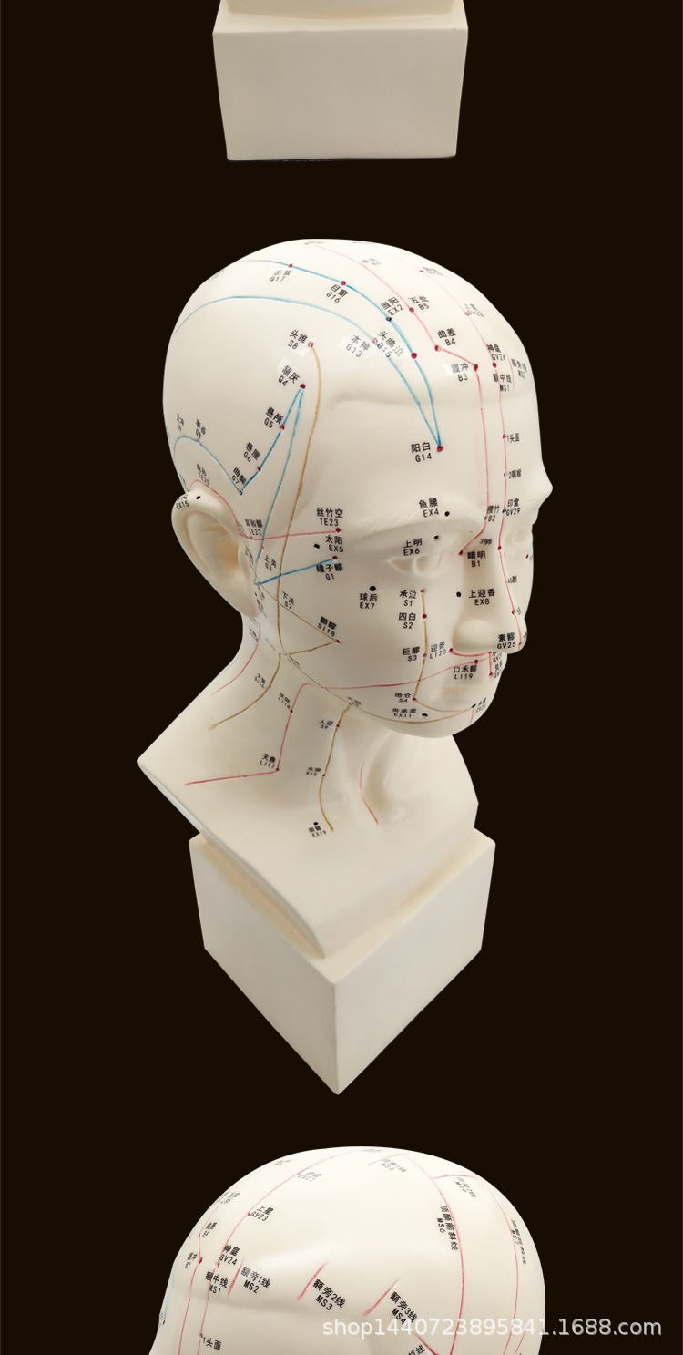 1:1头部穴位模型 按摩用人体经络图教学大头部四功能针灸腧穴模型