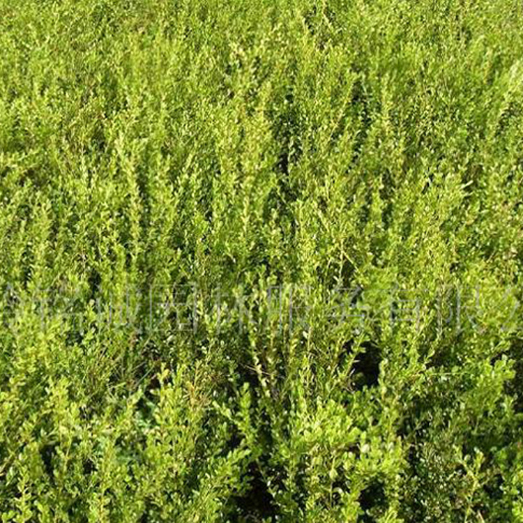 大量供应 小叶黄杨绿篱 朝鲜黄杨一二年生 规格齐全价格优惠-阿里巴巴