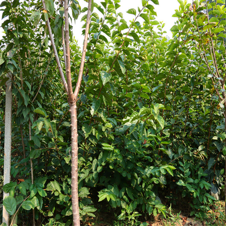 山东果树基地批发磨盘柿子苗 根系发达 直销磨盘柿子苗