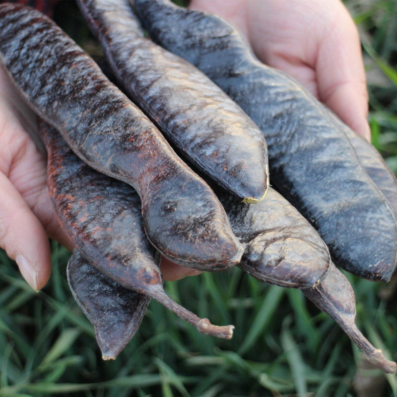 大皂角洗头新货白发头屑长皂荚肉批发包邮的用