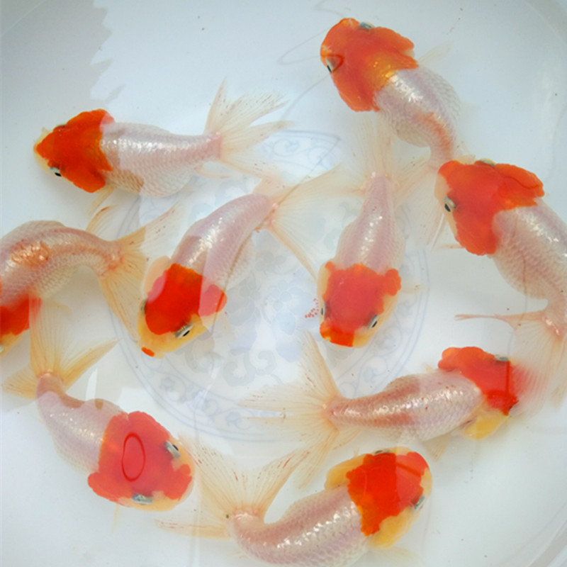 虎头金鱼红白虎头红头虎头菠萝头虎头红顶虎观赏鱼小金鱼萌宠可爱